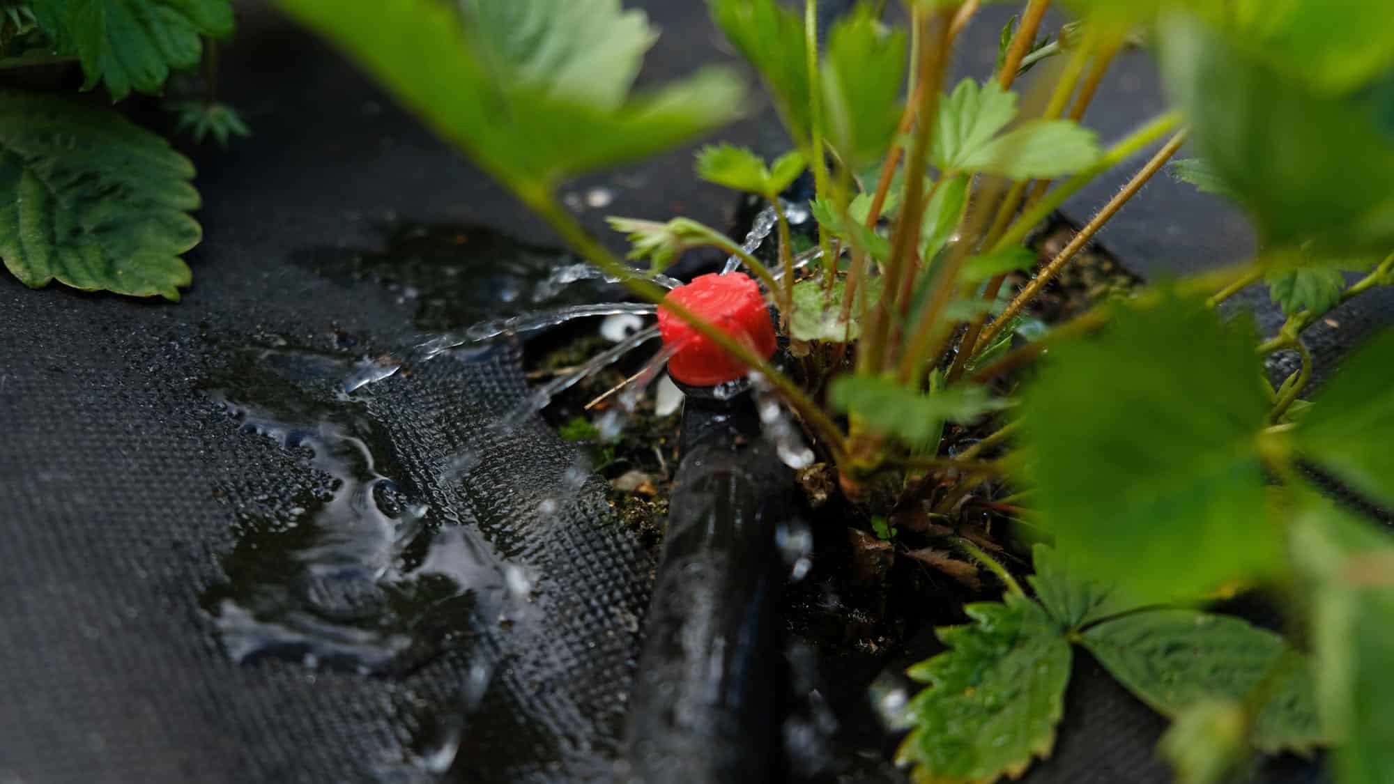 Sistema de riego por goteo en jardín