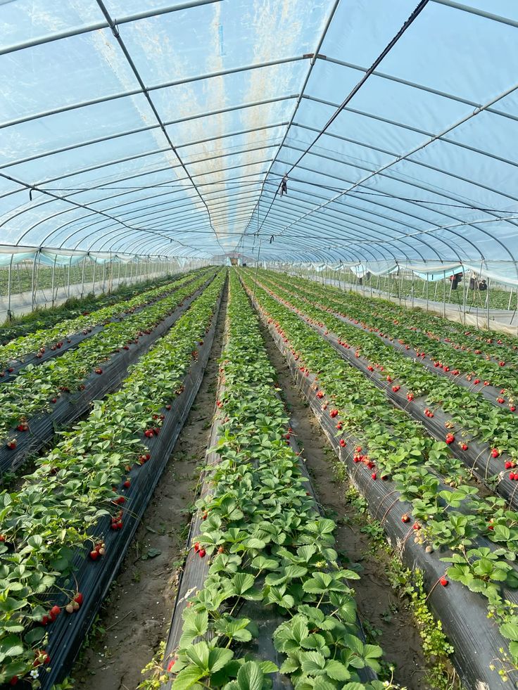 Invernadero de frutillas con riego por goteo